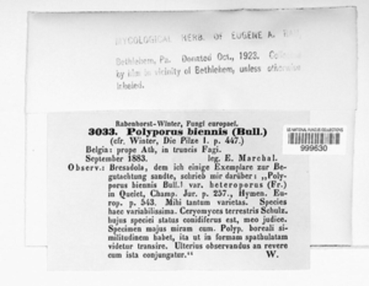Abortiporus biennis image